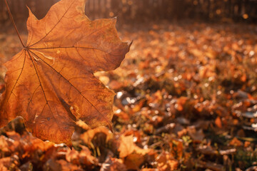 Yellow-orange maple leaves that have fallen to the ground. Autumn symbol. Texture.