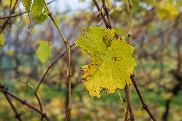 letzte blätter an den reben