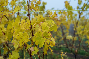 weinlaub im november