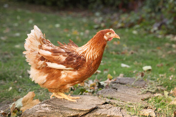 Beautiful chicken in yard on farm. Domestic animal