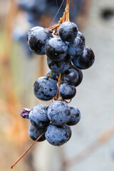 Black grape in the garden