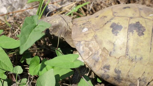 Terrestrial turtle eating leaves