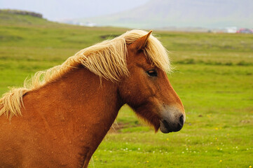 koń, islandia