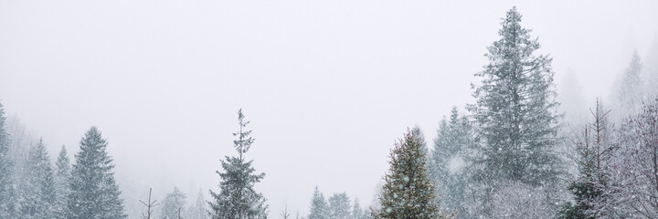 Fototapeta na wymiar Frosty branches of pine and fir trees against the backdrop of mountains. Frosty winter day. Christmas tree. Carpathians National Park, coniferous forest covered with snow. Spruce during snowfall