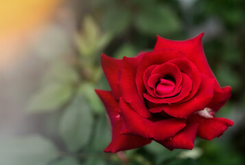 Red Roses on in a garden