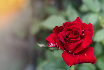 Red Roses on in a garden