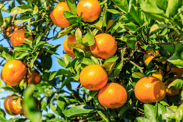 Ripe oranges on the orange tree.Yellow oranges fruit background.