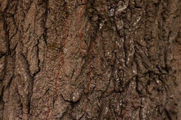 Texture of tree bark as background, closeup view
