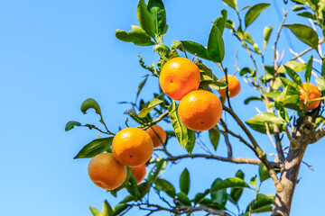 Ripe oranges on the orange tree.Autumn harvest season.