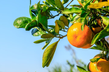 Ripe oranges on the orange tree.Autumn harvest season.