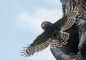 Spreading My Wings