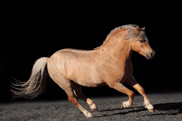 Fototapeta na wymiar Welsh pony black background