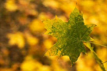 Closeup of autumn leafs background.