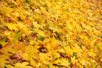 Naklejka na ściany i meble Closeup of autumn leafs background.
