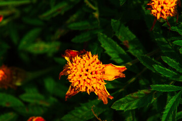 kwiatek,charakter, kwiat, pomarańcz, jardin, roślin, z&oacute;łty, czerwień, lato, flora, kwiat, beuty, kwiatowy, kwiat, nagietek, jary, makro, feuille, barwa, dalia, jesienią, piękne, feuille, chryzantema, 