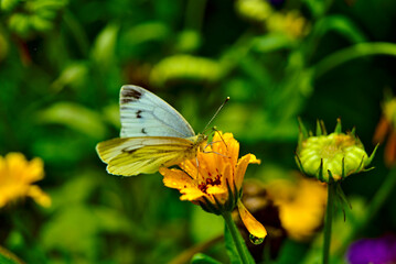 motyl, kwiatek, motyl, insekt, charakter, kwiat, makro, biała, zwierzak, lato, skrzydła, beuty, zółty, bliska, roślin, jardin, jary, motyl, skrzydła, kapusta, feuille, piękne, bliska, lepidoptera, gra