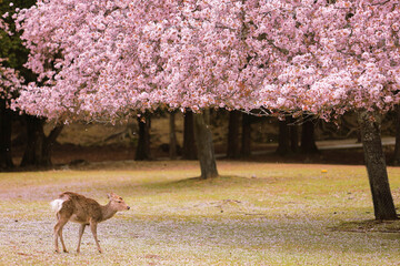 奈良公園　桜吹雪の中の鹿 一頭