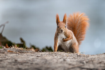 Red squirrel - 469089709