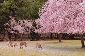 奈良公園　桜吹雪の中の鹿 三頭 - obrazy, fototapety, plakaty