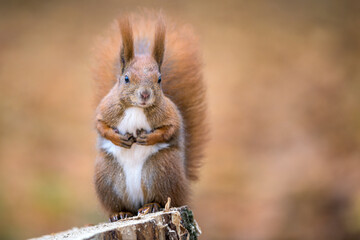 Red squirrel portrait in November - 469089713
