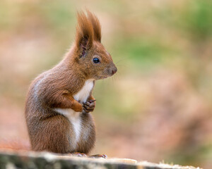 Red squirrel in the autumn - 469089733