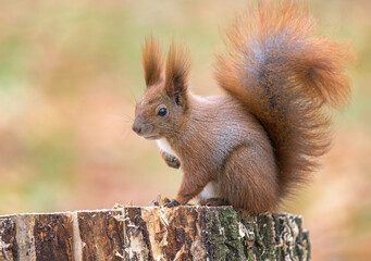 Naklejka na ściany i meble Red squirrel in the autumn