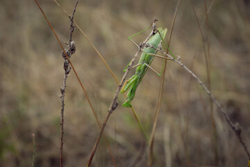 big green praying mantis sitting on a branch in the grass close-up