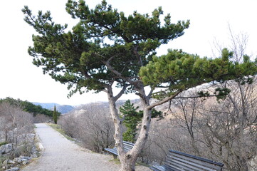 Isolated pine tree and benches in the park during autumn season, Rijeka city, Croatia