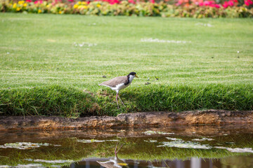 native masked lapwing bird found in a field of grass in front of colourful roses at Adelaide, South Australian parklands