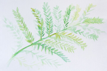 Watercolor green leaf. A beautiful green acacia leaf painted in watercolor on white paper. Botanical illustration for the design of postcards, covers. Handmade author's work. Gentle green splashes.