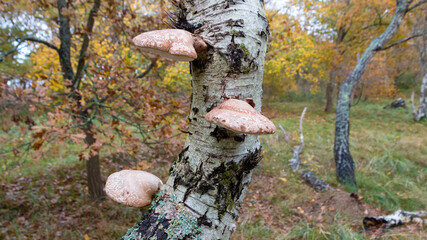 forest fungi growing on tree