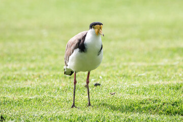 Australian native masked lapwing bird found in a field of grass at Adelaide, South Australian parklands