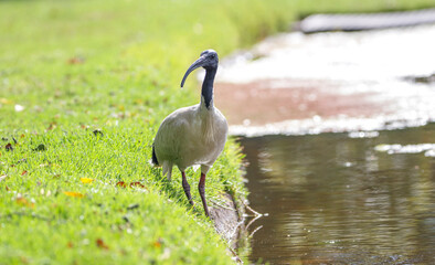 Australian ibis bird in bright sunlight in front of a lake in Adelaide, South Australia