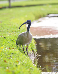 Australian ibis bird in bright sunlight in front of a lake in Adelaide, South Australia