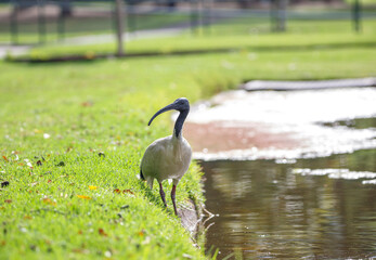 Australian ibis bird in bright sunlight in front of a lake in Adelaide, South Australia