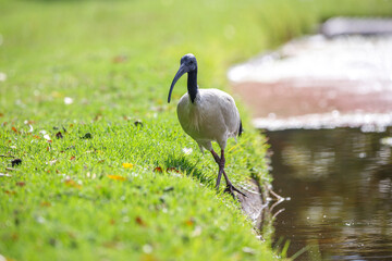 Australian ibis bird in bright sunlight in front of a lake in Adelaide, South Australia