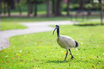 Australian ibis bird in bright sunlight in front of a lake in Adelaide, South Australia