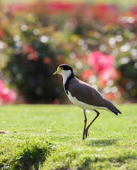 native masked lapwing bird found in a field of grass in front of colourful roses at Adelaide, South Australian parklands