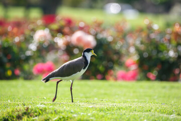 native masked lapwing bird found in a field of grass in front of colourful roses at Adelaide, South Australian parklands