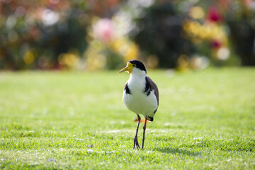 native masked lapwing bird found in a field of grass in front of colourful roses at Adelaide, South Australian parklands