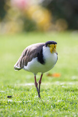 native masked lapwing bird found in a field of grass in front of colourful roses at Adelaide, South Australian parklands