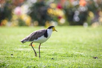 native masked lapwing bird found in a field of grass in front of colourful roses at Adelaide, South Australian parklands