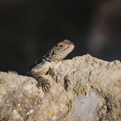 Naklejka na ściany i meble Portrait of a Cypriot lizard on a white stone. Natural habitat