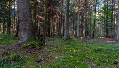 Autumn in the forest. Young spruce forest in Świętokrzyskie, Poland.