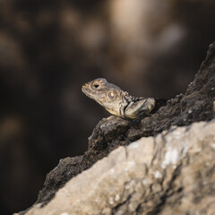 Portrait of a Cypriot lizard on a white stone. Natural habitat