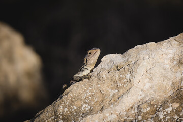 Portrait of a Cypriot lizard on a white stone. Natural habitat