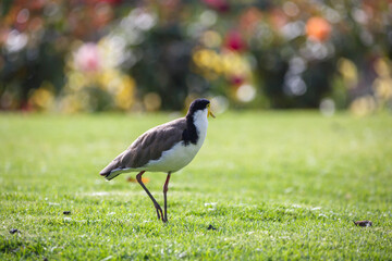 native masked lapwing bird found in a field of grass in front of colourful roses at Adelaide, South Australian parklands