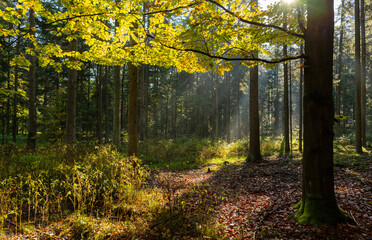 Fototapeta premium Early in the morning in the spruce forest. Świętokrzyskie Mountains in Poland.