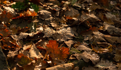 Fallen leaves in the autumn morning. 