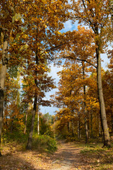 Young oak forest in the autumn time. Świętokrzyskie Mountains in Poland.-